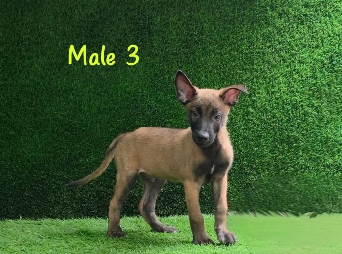 DogsIndia.com  Belgian Malinois  Crossfield's Kennel