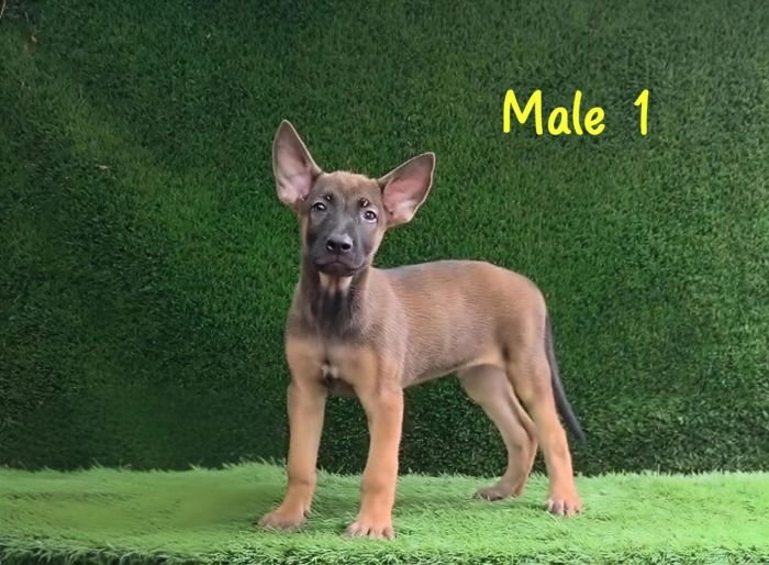 DogsIndia.com  Belgian Malinois  Crossfield's Kennel