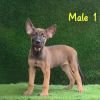 DogsIndia.com  Belgian Malinois  Crossfield's Kennel