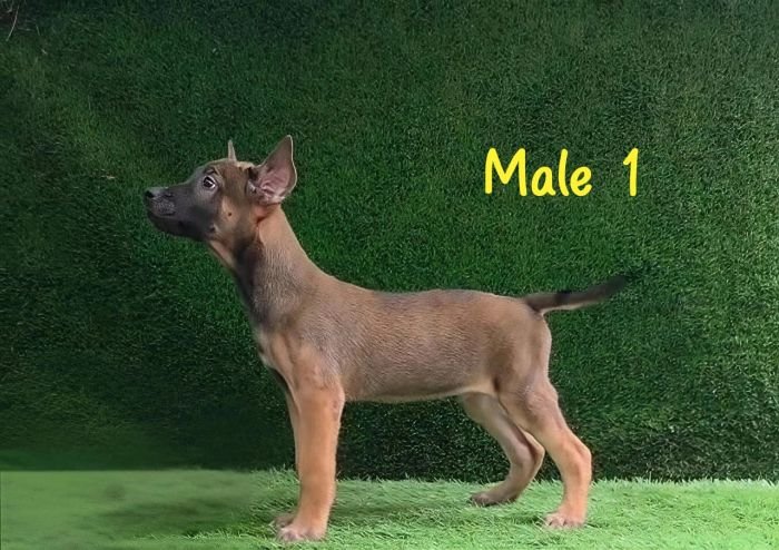 DogsIndia.com  Belgian Malinois  Crossfield's Kennel