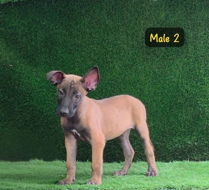 DogsIndia.com  Belgian Malinois  Crossfield's Kennel