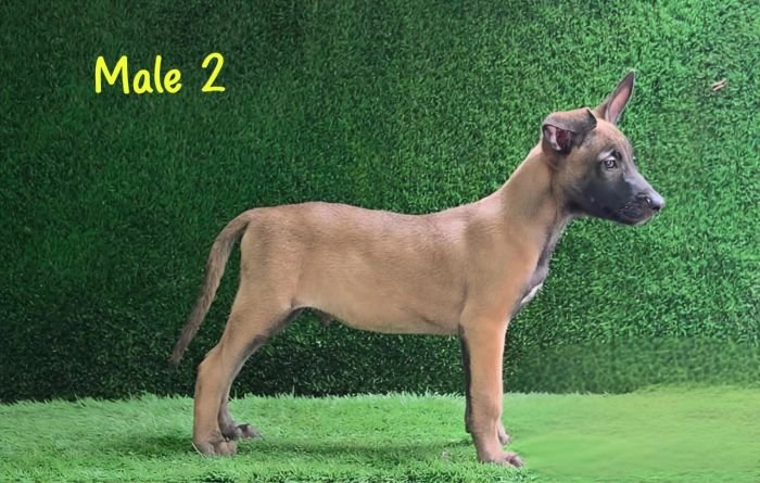 DogsIndia.com  Belgian Malinois  Crossfield's Kennel