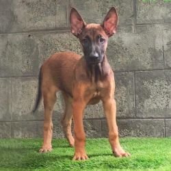 DogsIndia.com  Belgian Malinois  Crossfield's Kennel