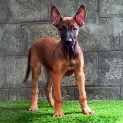 DogsIndia.com  Belgian Malinois  Crossfield's Kennel