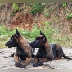 DogsIndia.com  Belgian Malinois  Crossfield's Kennel
