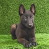 DogsIndia.com  Belgian Malinois  Crossfield's Kennel