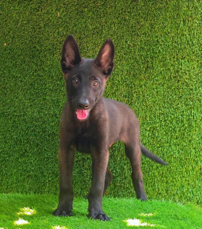 DogsIndia.com  Belgian Malinois  Crossfield's Kennel