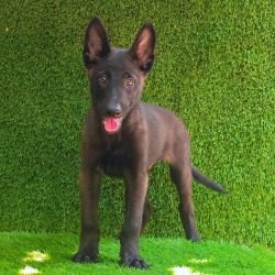 DogsIndia.com  Belgian Malinois  Crossfield's Kennel