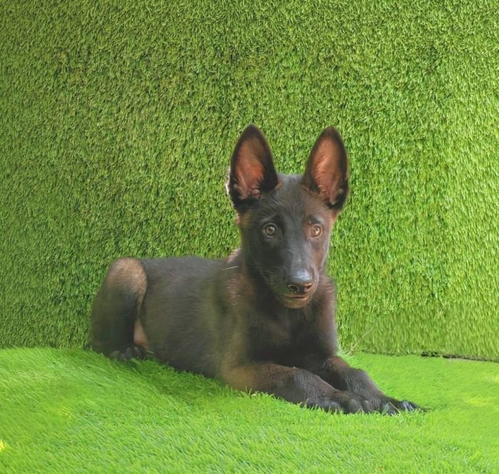 DogsIndia.com  Belgian Malinois  Crossfield's Kennel