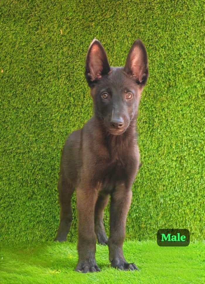 DogsIndia.com  Belgian Malinois  Crossfield's Kennel