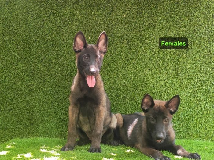 DogsIndia.com  Belgian Malinois  Crossfield's Kennel
