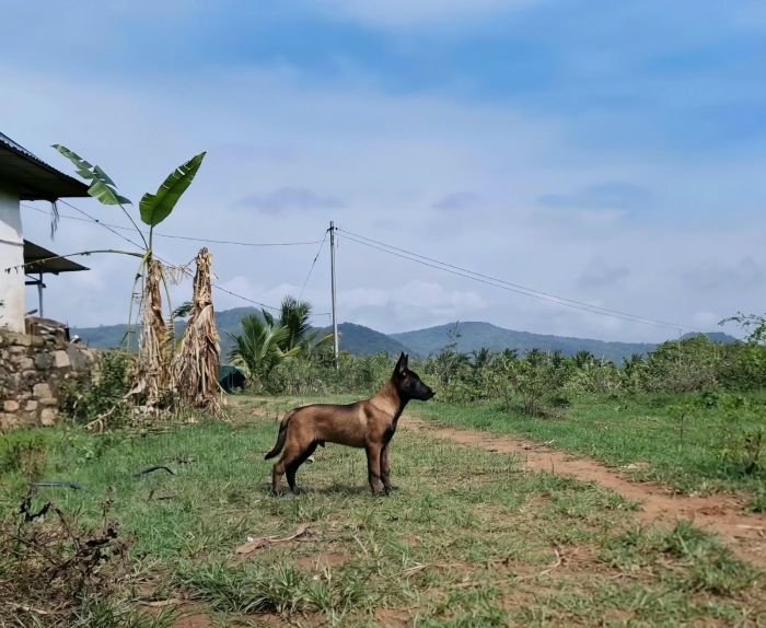DogsIndia.com  Belgian Malinois  Crossfield's Kennel