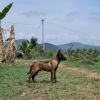 DogsIndia.com  Belgian Malinois  Crossfield's Kennel