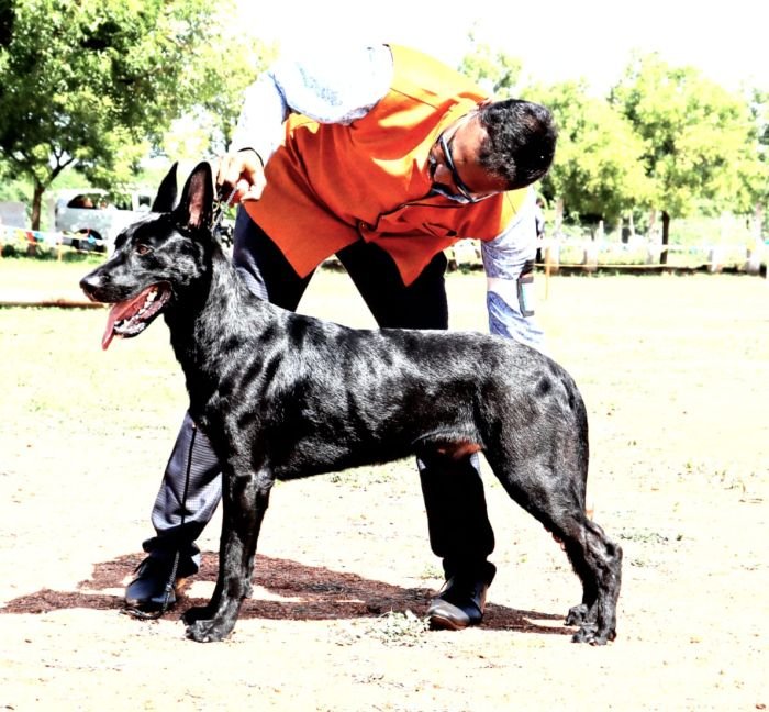 DogsIndia.com - Belgian Malinois - Lathika Kennel