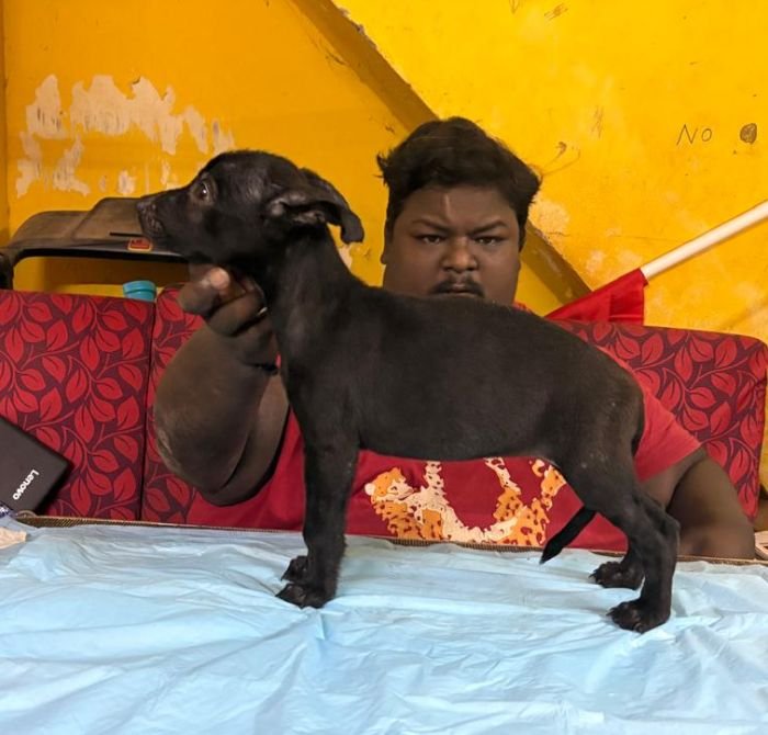 DogsIndia.com - Belgian Malinois - Lathika Kennel
