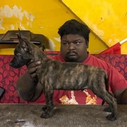 DogsIndia.com - Belgian Malinois - Lathika Kennel