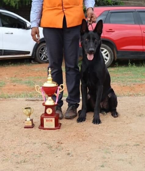 DogsIndia.com - Belgian Malinois - Lathika Kennel