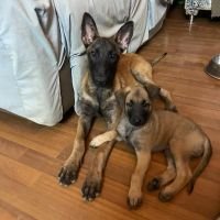 DogsIndia.com - Belgian Malinois- Arvind 