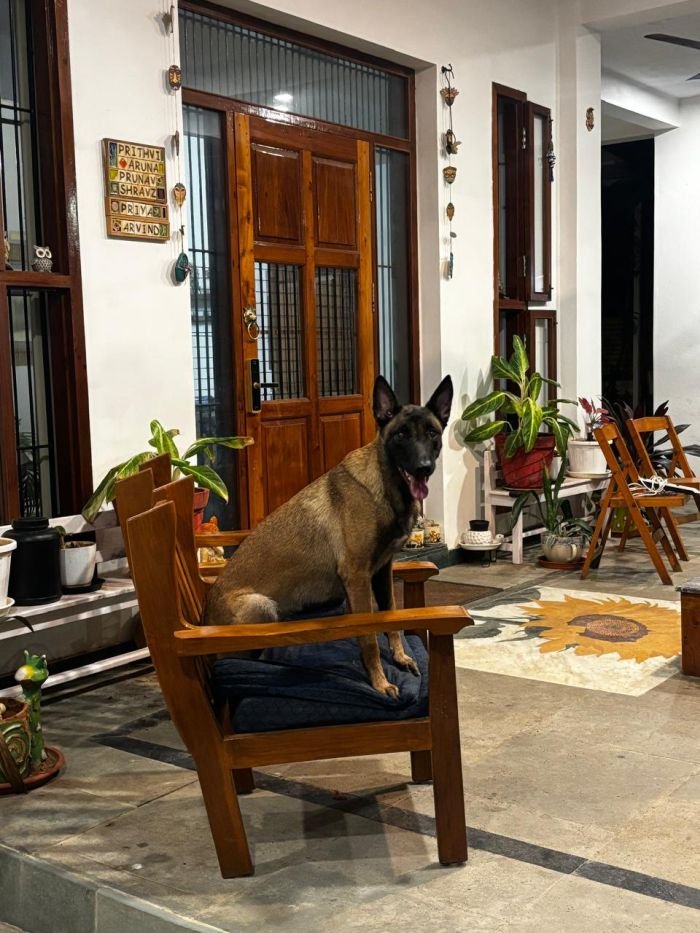 DogsIndia.com - Belgian Malinois- Arvind 