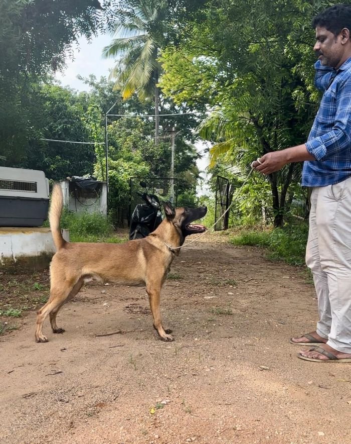 DogsIndia.com - Belgian Malinois- Arvind 