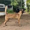 DogsIndia.com - Belgian Malinois- Arvind 