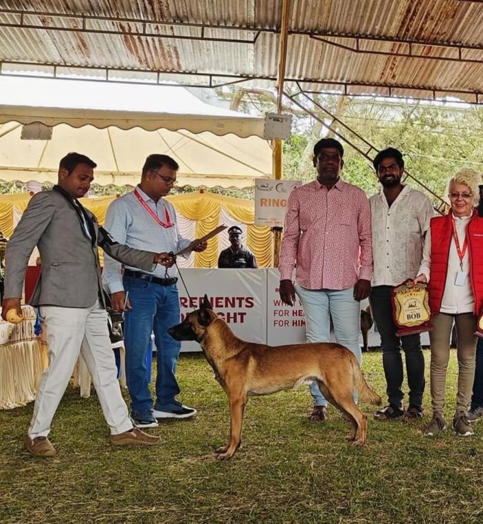 DogsIndia.com - Belgian Malinois- Arvind 