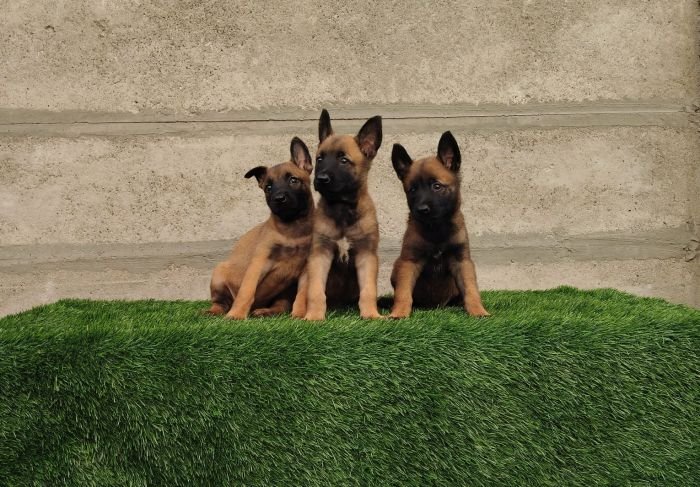 DogsIndia.com - Belgian Malinois- Arvind 