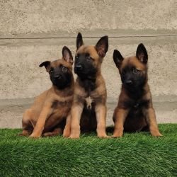 DogsIndia.com - Belgian Malinois- Arvind 