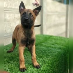 DogsIndia.com - Belgian Malinois- Arvind