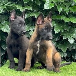 DogsIndia.com - Belgian Malinois - Mahesh