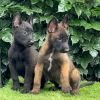 DogsIndia.com - Belgian Malinois - Mahesh