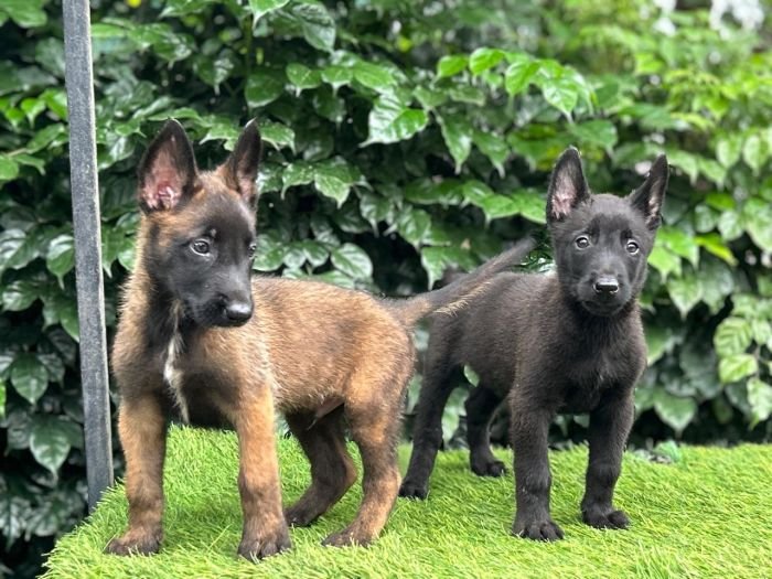 DogsIndia.com - Belgian Malinois - Mahesh
