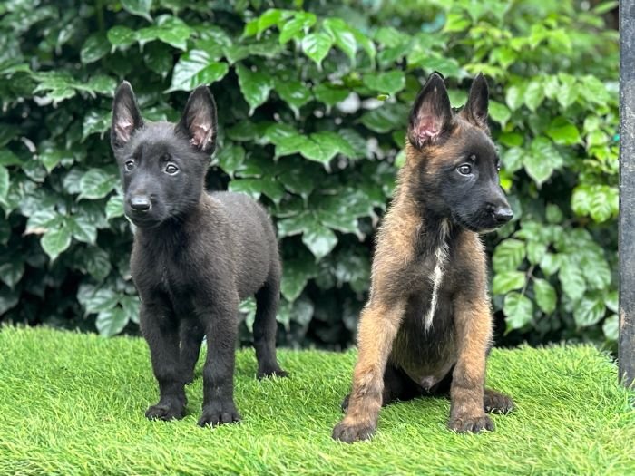 DogsIndia.com - Belgian Malinois - Mahesh