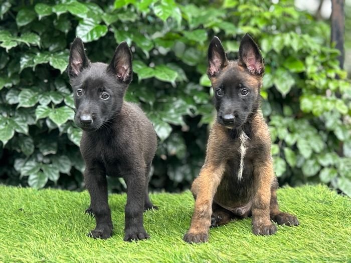 DogsIndia.com - Belgian Malinois - Mahesh