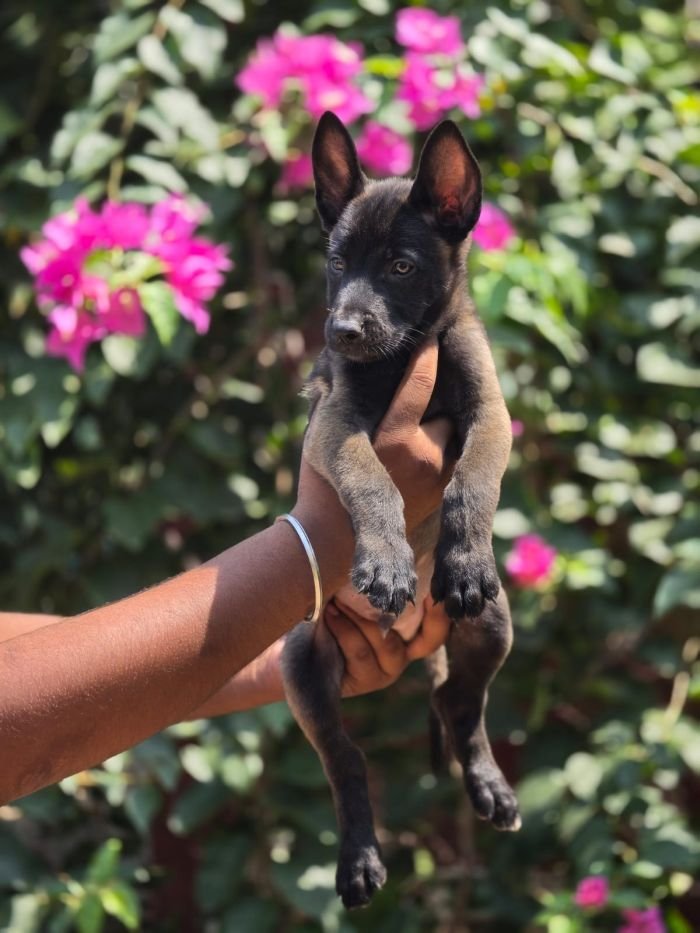 DogsIndia.com - Belgian Malinois - Mahesh