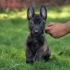 DogsIndia.com - Belgian Malinois - Mahesh