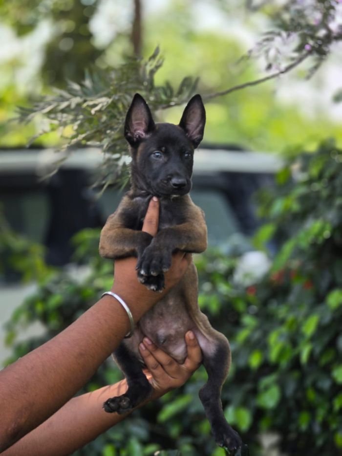 DogsIndia.com - Belgian Malinois - Mahesh