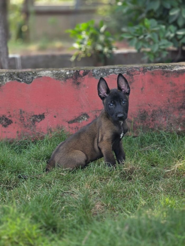 DogsIndia.com - Belgian Malinois - Mahesh