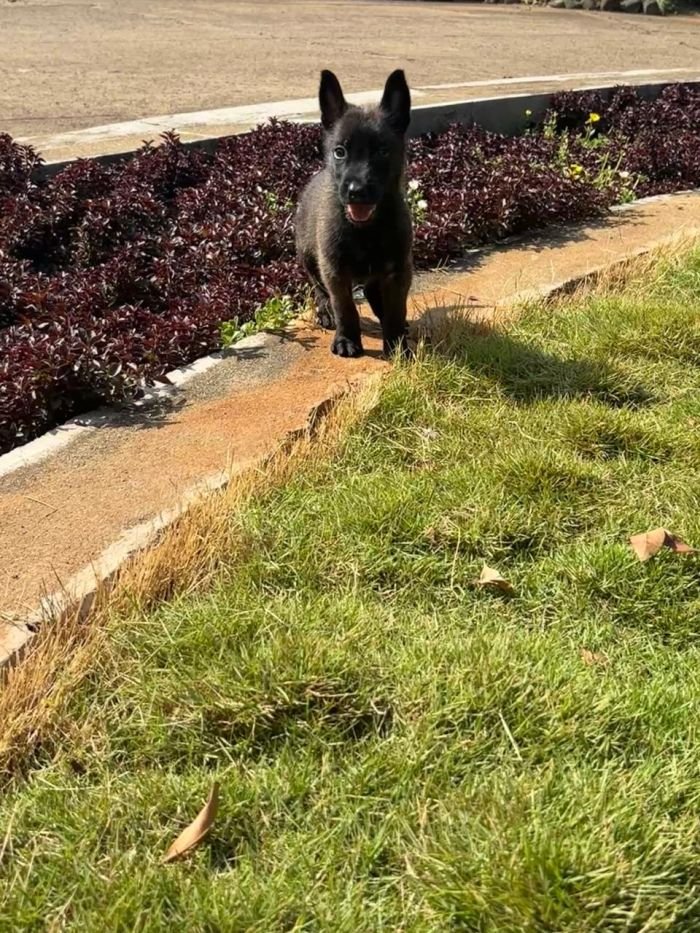 DogsIndia.com - Belgian Malinois - Rohan (Coorg)