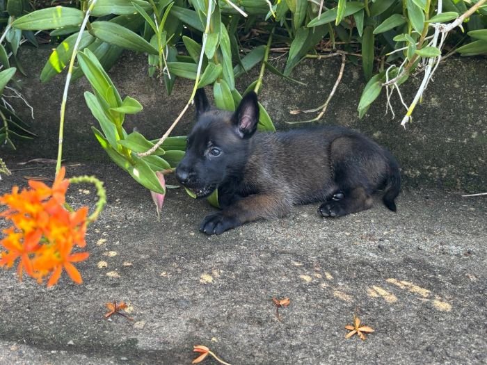 DogsIndia.com - Belgian Malinois - Rohan (Coorg)