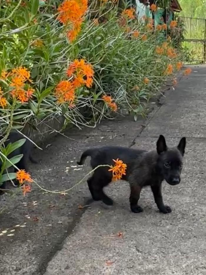 DogsIndia.com - Belgian Malinois - Rohan (Coorg)