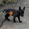 DogsIndia.com - Belgian Malinois - Rohan (Coorg)