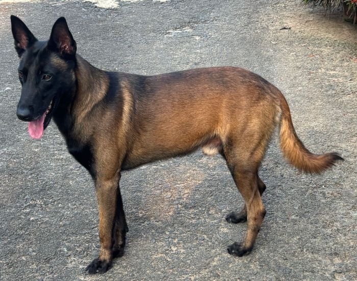 DogsIndia.com - Belgian Malinois - Rohan (Coorg)