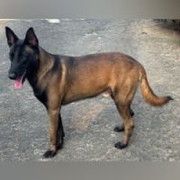 DogsIndia.com - Belgian Malinois - Rohan (Coorg)