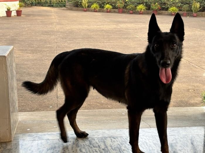 DogsIndia.com - Belgian Malinois - Rohan (Coorg)