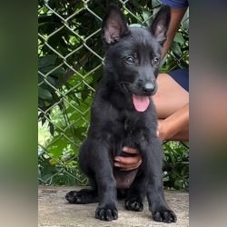 DogsIndia.com - Belgian Malinois - Rohan (Coorg)