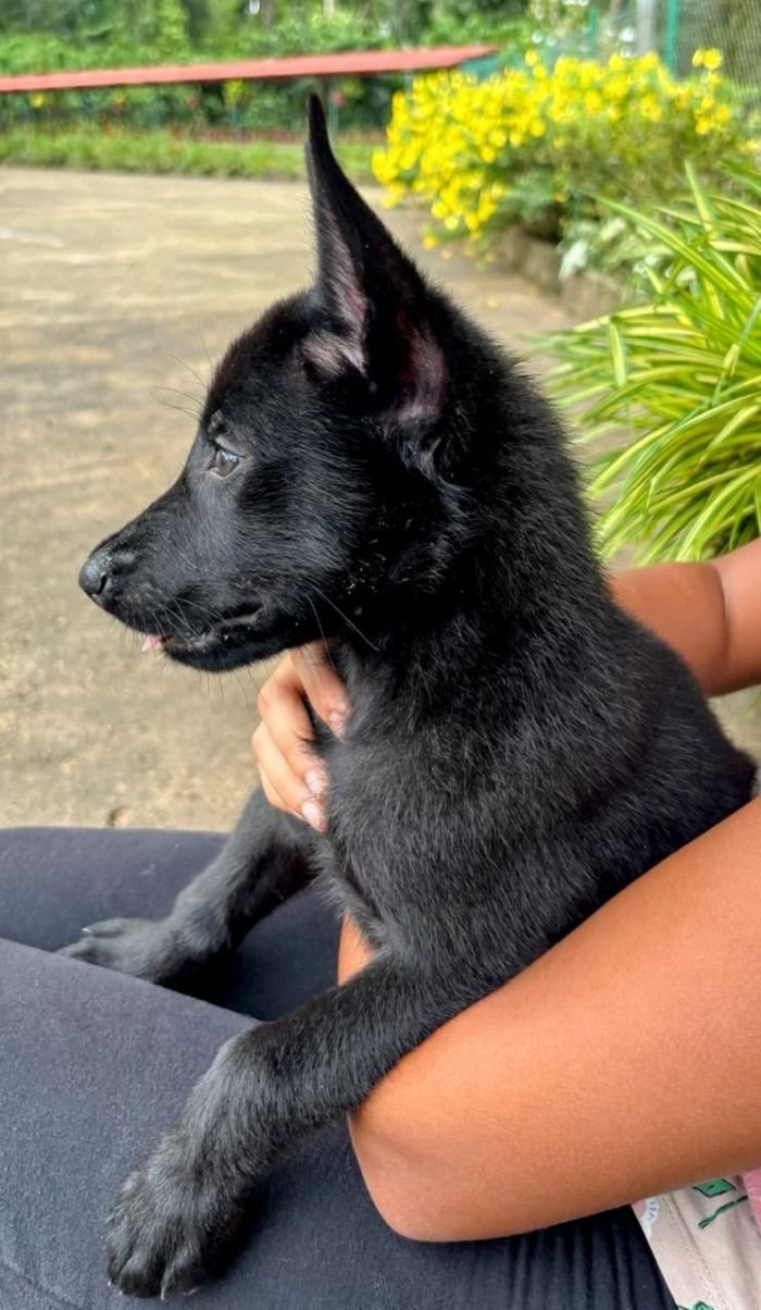 DogsIndia.com - Belgian Malinois - Rohan (Coorg)