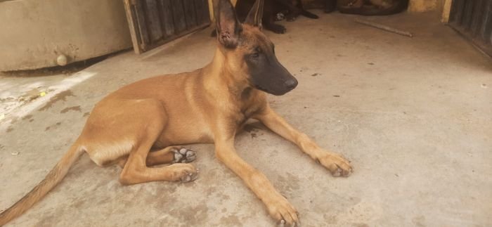 DogsIndia.com - Belgian Malinois - Sakthivel