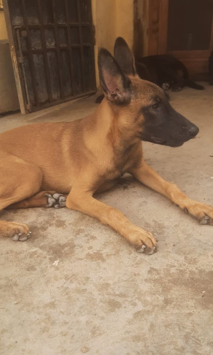 DogsIndia.com - Belgian Malinois - Sakthivel