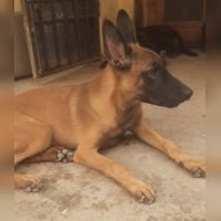 DogsIndia.com - Belgian Malinois - Sakthivel